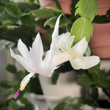 2 Live White Christmas Cactus Plants, White Christmas Cactus Plants Live, 4 to 6 Inch, Bare Root, Perennial Flower Holiday Succulent Plant, No Pot