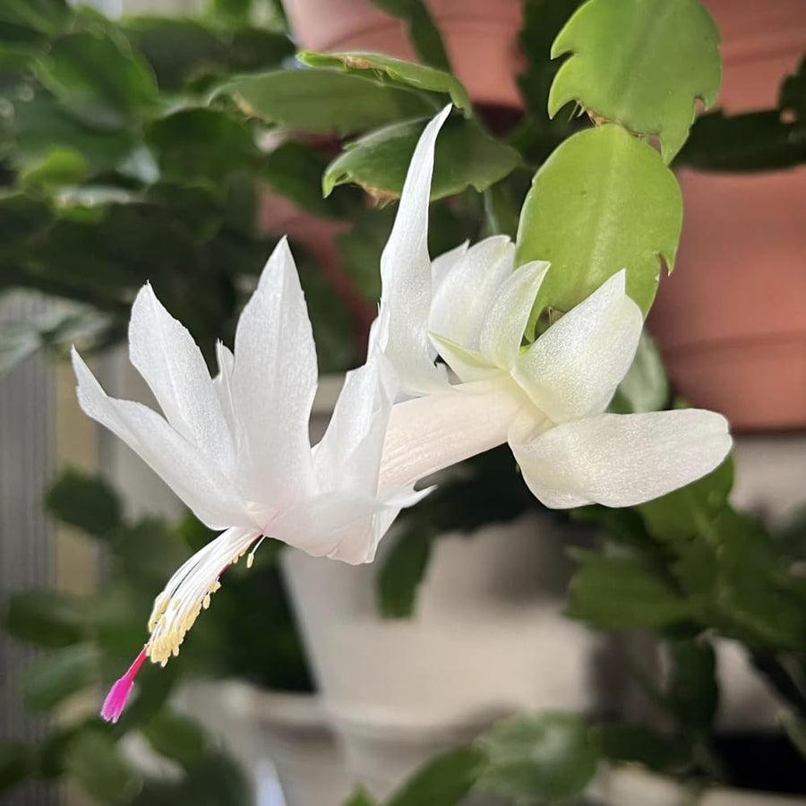 2 Live White Christmas Cactus Plants, White Christmas Cactus Plants Live, 4 to 6 Inch, Bare Root, Perennial Flower Holiday Succulent Plant, No Pot