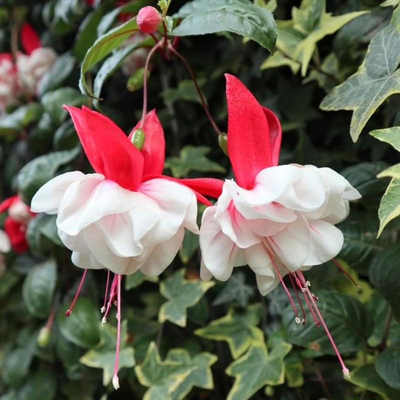 Pink White Fuchsia Plant Live in 5-Inch Pot, Hanging Basket Flower, Hardy Fuchsia Vine for Shade Gardens, USDA Zones 8-11