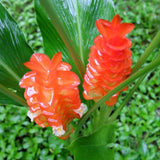Curcuma Gold Ginger Plant Live for Planting, Hawaiian Ginger Flower Plant, Tropical Ginger Plant Well-Rooted for Indoor Outdoor Growing, 5-9" Tall