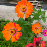 500 Mix Zinnia Seeds for Planting, Zinnia Flower Seeds Garden
