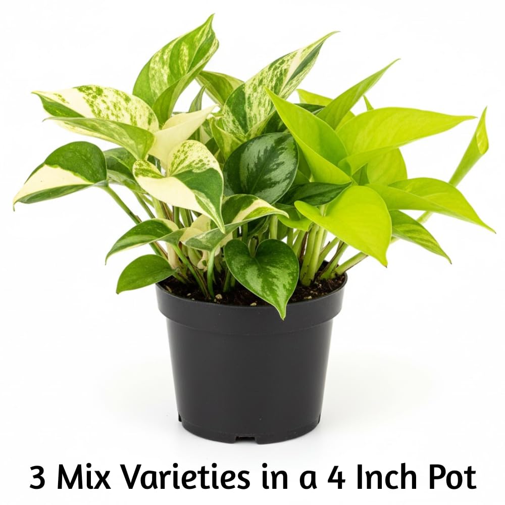 3 Mixed Pothos Plants in 4" Pot, 3-6" Tall Plant, Assorted Pothos Houseplants for Home and Office