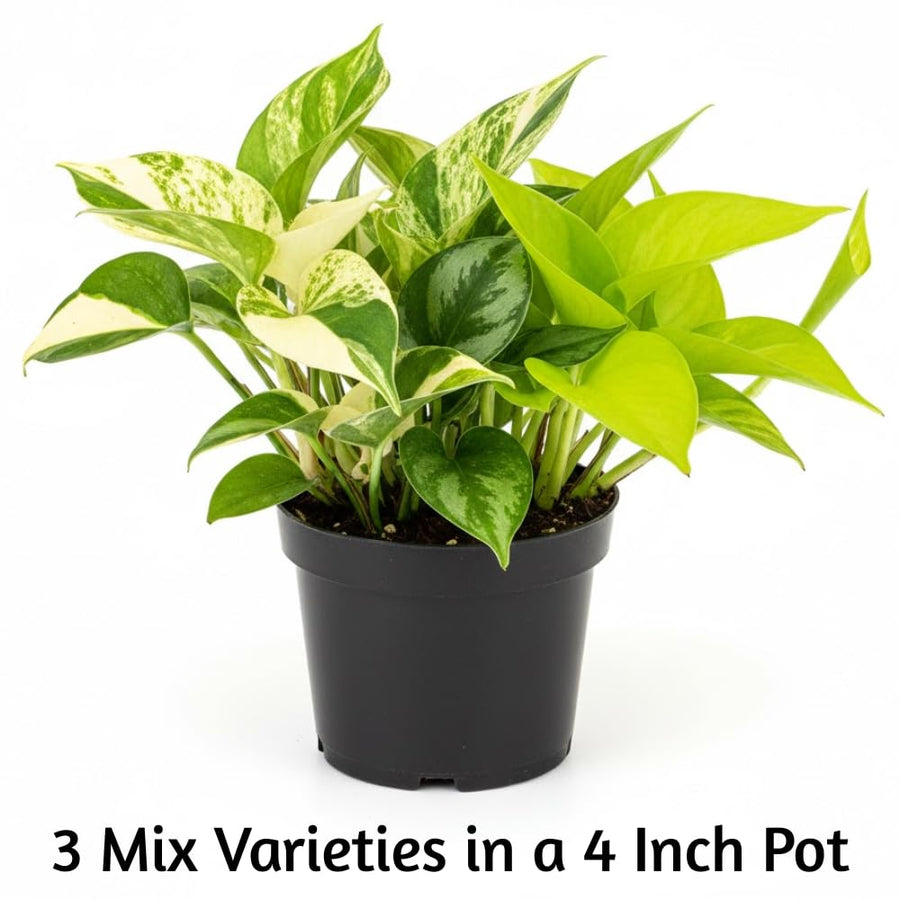 3 Mixed Pothos Plants in 4" Pot, 3-6" Tall Plant, Assorted Pothos Houseplants for Home and Office