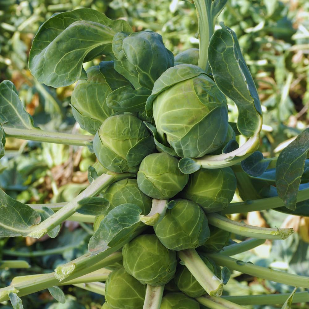 2 Brussel Sprouts Plants Live, Vegetable Live Plant, 4 Inc Pot, Brussel Sprouts Live Plant for Gardening