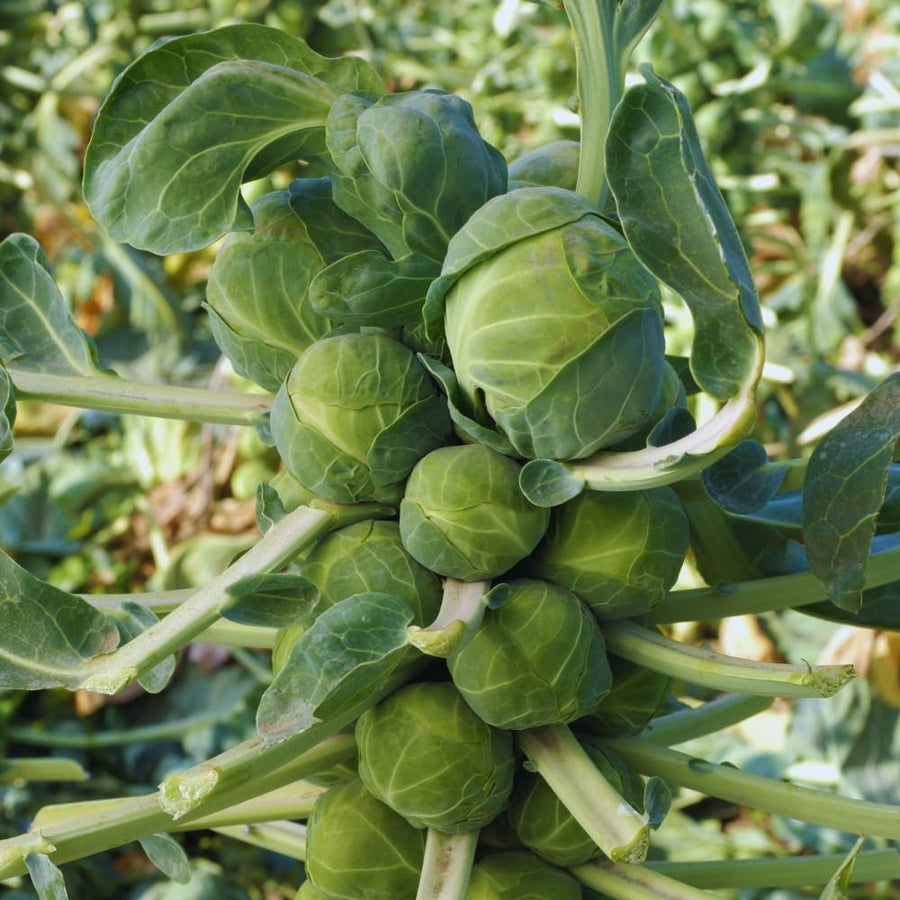 2 Brussel Sprouts Plants Live, Vegetable Live Plant, 4 Inc Pot, Brussel Sprouts Live Plant for Gardening