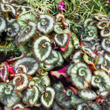 Set 3 Begonias Live Plants, Rare Green Begonia, No Pot, Starter 4 to 8 Inc Tall, Indoor Outdoor Houseplant