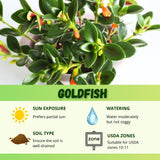 Trailing Goldfish Plant, Goldfish Plants Live Houseplants in 4 Inches Pot, Bright Blooms Flowers for Hanging Basket, Rare Indoor Succulents, 4 to 7 Inches Tall