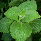 2 Cuban Oregano Plant 4 to 5 Inch Tall in 4" Pot, Fragrant Cuban Oregano Seedling Plant Live for Planting, Herb Plants Indoor Outdoor