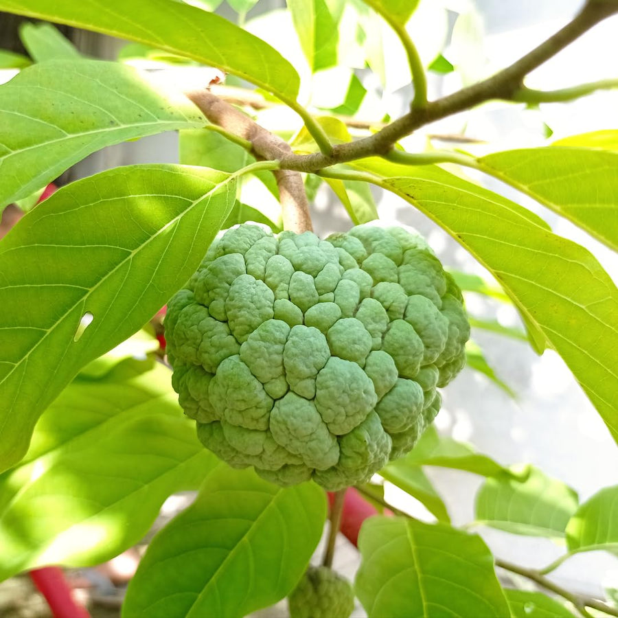 Live Sugar Apple Tree, Sweet Custard Apple Tree, Tropical Fruit Plant, 3-4 Feet Tall, Ready for Planting