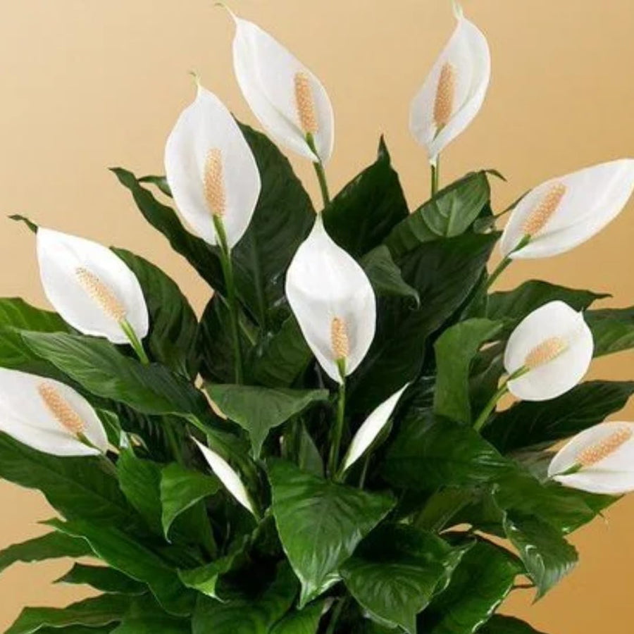 Peace Lily Plant Indoor Live, Well Rooted Peace Lily House Plant, White Flower, Plant Peace Lily Houseplant (Regular)