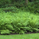 5 Ostrich Fern Rhizomes Live Plants for Planting, Ferns Live Plants Outdoors Indoors Full Shade, Bare Roots, Fast-Growing