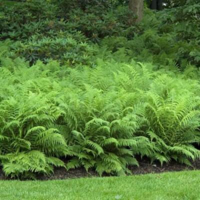 5 Ostrich Fern Rhizomes Live Plants for Planting, Ferns Live Plants Outdoors Indoors Full Shade, Bare Roots, Fast-Growing