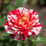 Red White Climbing Rose Live Plant, Fragrant Rose Bush Ready to Plants, Zone 5 to 9, Size 5 to 7 Inches and Bare Root