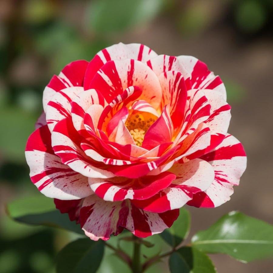 Red White Climbing Rose Live Plant, Fragrant Rose Bush Ready to Plants, Zone 5 to 9, Size 5 to 7 Inches and Bare Root