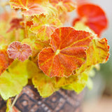 Combo 3 Red Orange Autumn Begonia Plants Live, Begonia Maculata Live Plant, Begonias Live Plants Outdoor, 4 to 8 Inc Tall