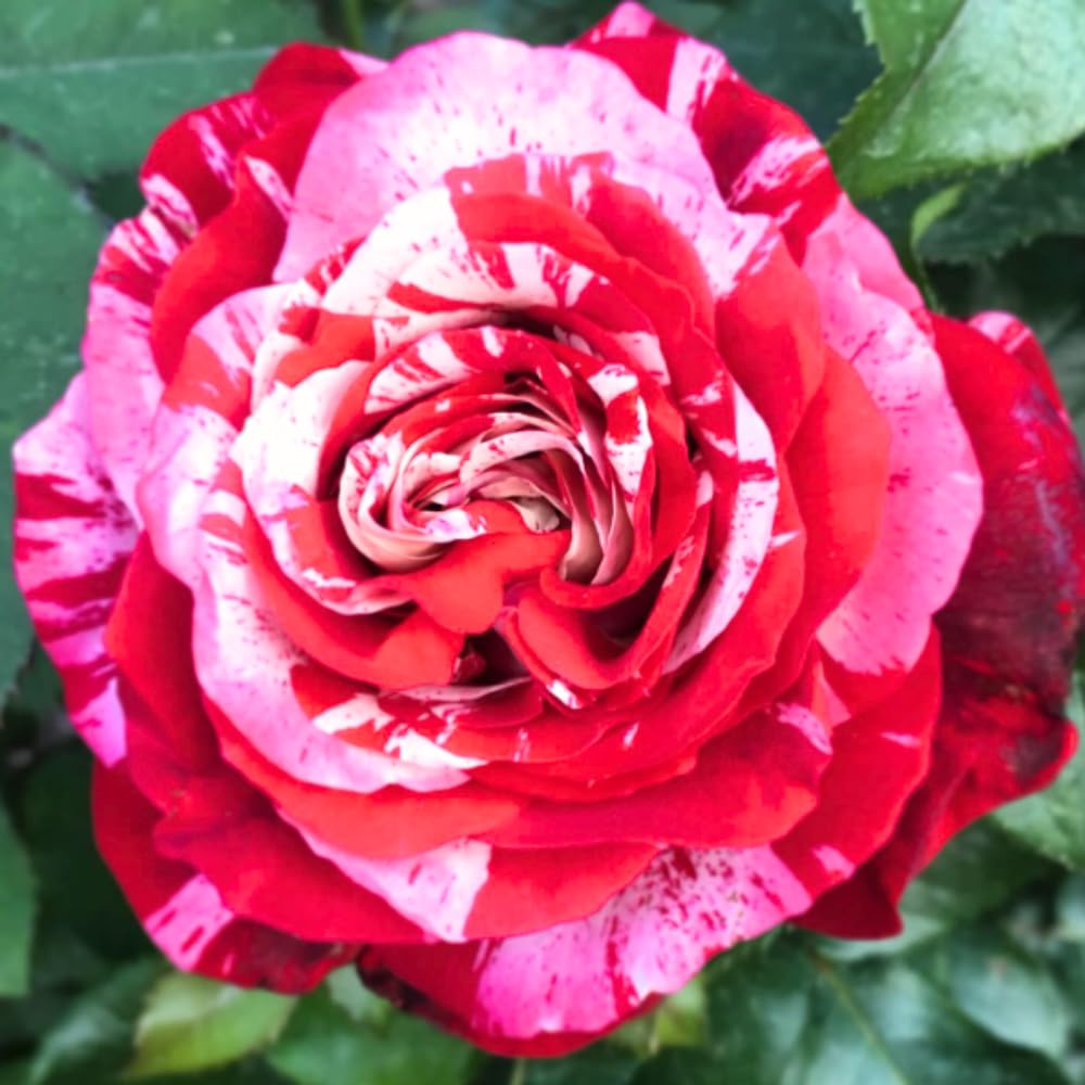 Rose Bush Live Plant - Rose Plant Live Shrub - Bareroot with Soil 5-10 Inch Tall - Fragrant Rose Flowers Heirloom Rose Shrub - No Pot (Stripe Rose)