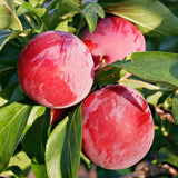 Pack 4 American Plum Trees Live Plants for Planting, 6-12 Inch Plum Bareroots, Cold Hardy Plum Plants Live Ready to Grow Your Garden