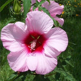 Deep Pink Hibiscus Plant Live, Hardy Hibiscus Flowers for Outdoor Landscapes, 5-9 Inch Height, Ornamental Hibiscus Bush Shrub, Well-Rooted, No Pot