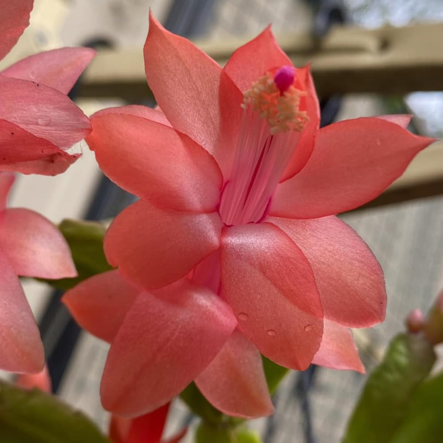 Salmon Christmas Cactus Plants Live, 4 to 6 Inch Tall Live Christmas Cactus Bare Roots, Perennial Well Rooted Flower Plants, Holiday Houseplant, No Pot