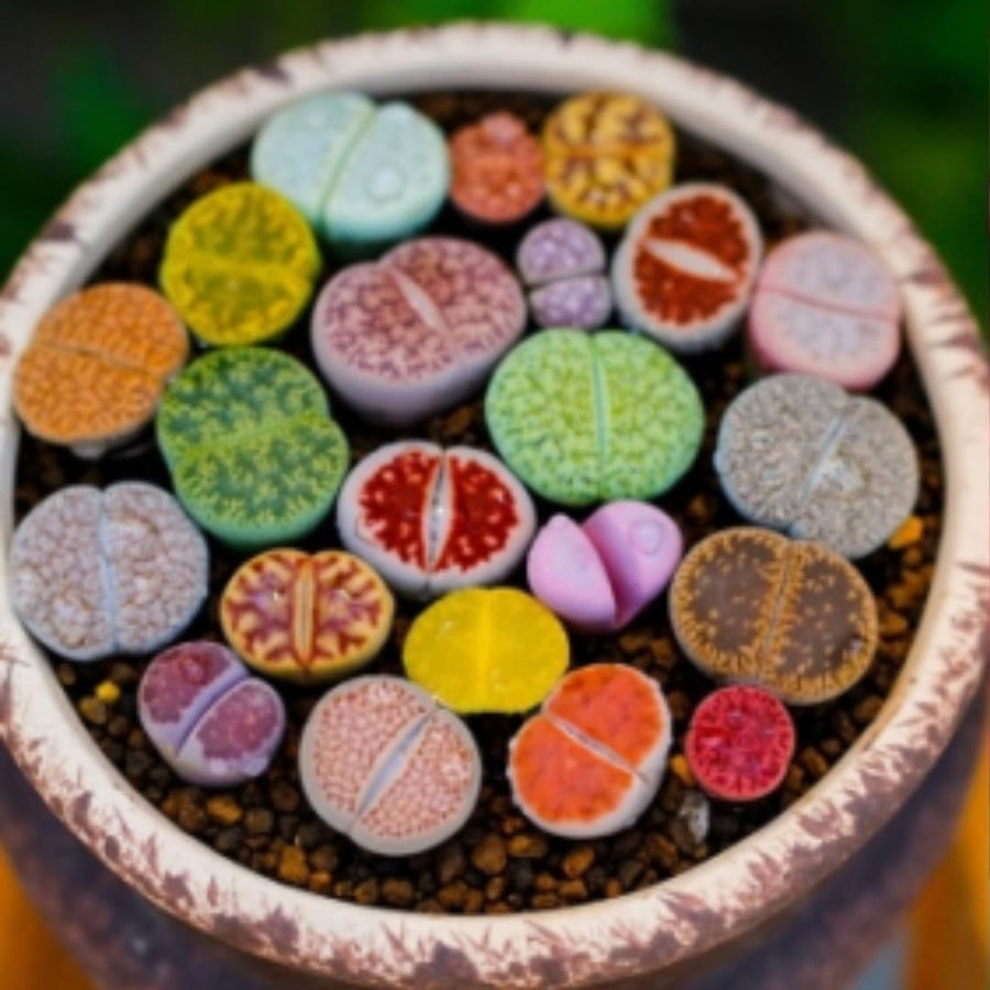 10 Large Random Mix Lithops Living Stones, Live Succulent Plants, Bare Roots Garden Indoor, Rocks Living Stones