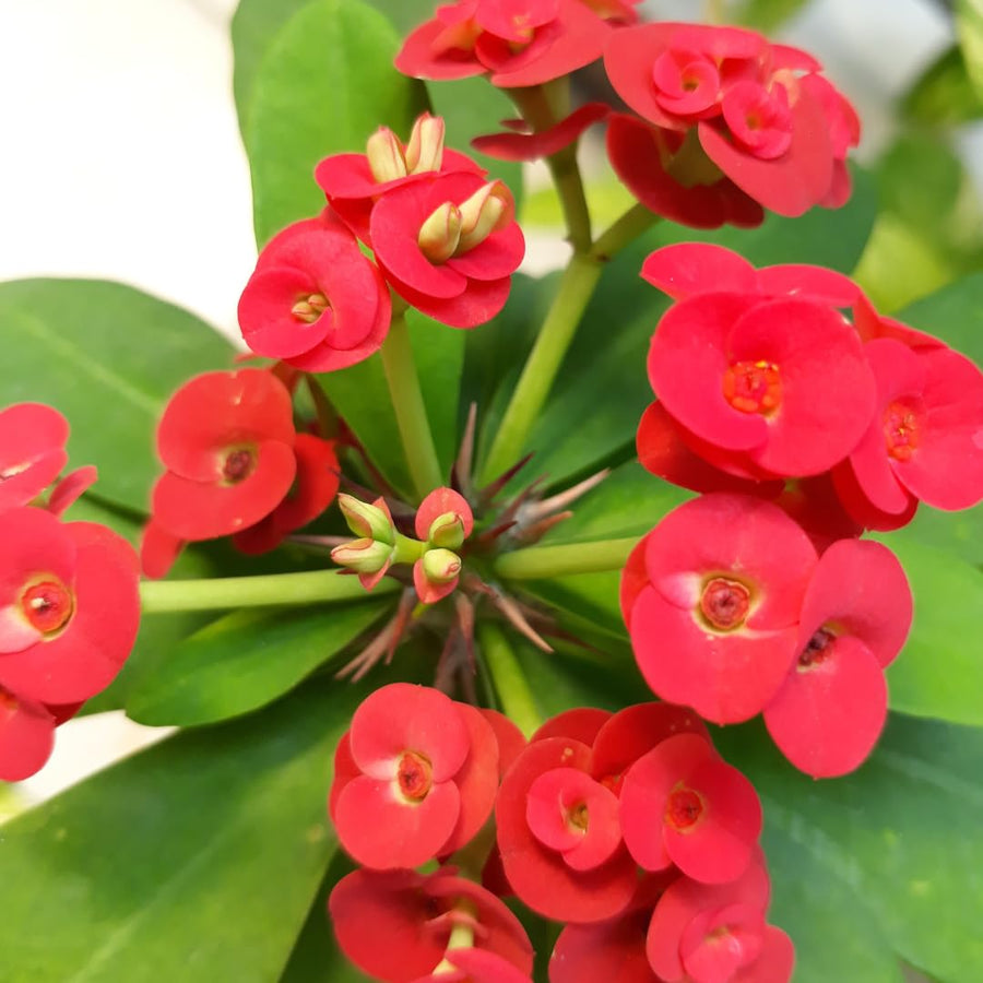 Live Red Crown of Thorns Plant, Hardy Crown of Thorns Succulent, 4 Inch Pot for Outdoor or Indoor Growing