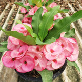 Euphorbia Crown of Thorns Plant, Hardy Perennial Succulent Plant 3-5 Inches, Vibrant Pink Flowers, Gardens and Indoor Planting
