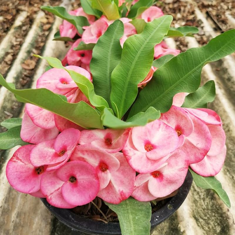 Euphorbia Crown of Thorns Plant, Hardy Perennial Succulent Plant 3-5 Inches, Vibrant Pink Flowers, Gardens and Indoor Planting