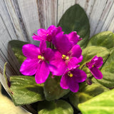 Pink African Violets Live Plant in 4" Pot, Starter African Violet for HouseplantIndoor Outdoor Home Decor