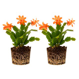 2 Live Orange Christmas Cactus Plants, Orange Christmas Cactus Plants Live, 4 to 6 Inch, Bare Root, Perennial Flower Holiday Succulent Plant, No Pot