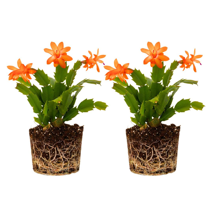 2 Live Orange Christmas Cactus Plants, Orange Christmas Cactus Plants Live, 4 to 6 Inch, Bare Root, Perennial Flower Holiday Succulent Plant, No Pot