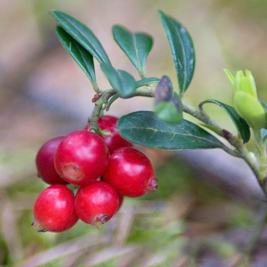 Set of 3 Live Cranberry Plants, 3 to 5 Inches Tall, Cranberry Starter Plants Live, Edible Berry Plants for Raised Beds, Containers, and Outdoor Landscapes