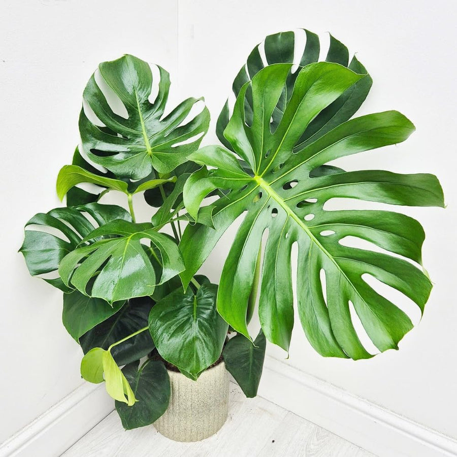 Monstera Plant Live, Rare Tropical Monstera Well Rooted, Live Philodendron Indoor Houseplant 4-8 Inches Ready to Grow (Deliciosa Monstera)