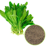 1000 Culantro Herb Seeds for Planting, Culantro Seeds, Culinary Vegetable for Yard Garden Planting
