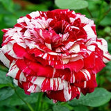 Red Pink Mini Rose Plant Live, Miniature Rose Bush in 3" Pot, Indoor Outdoor Flowering Plant, Compact Live Rose for Gifts and Gardens
