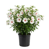 White Red Rose of Sharon Plant Live, Rose of Sharon Plant, Quart Pot, 6-10 Inches Tall, Vibrant Bloom, White Red Althea for Indoor Outdoor Growing