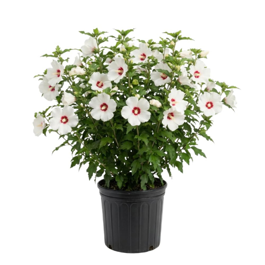 White Red Rose of Sharon Plant Live, Rose of Sharon Plant, Quart Pot, 6-10 Inches Tall, Vibrant Bloom, White Red Althea for Indoor Outdoor Growing