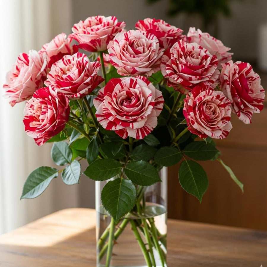 Red White Climbing Rose Live Plant, Fragrant Rose Bush Ready to Plants, Zone 5 to 9, Size 5 to 7 Inches and Bare Root