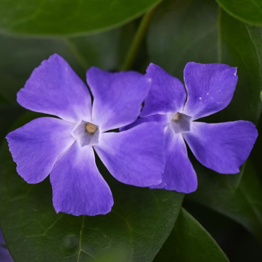 2 Vinca Minor Live Vines in 4 Inch Pot, Periwinkle Ground Cover Plant for Shade and Sun, Trailing Vine for Garden