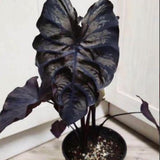 3 Alocasia Plants in 4 Inch Pot, Hardy Perennial Elephant Ear Plants, Tropical Indoor Plant Well Rooted