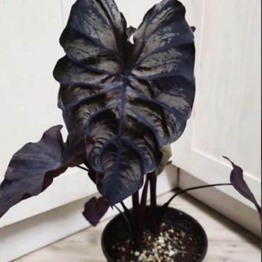 3 Alocasia Plants in 4 Inch Pot, Hardy Perennial Elephant Ear Plants, Tropical Indoor Plant Well Rooted