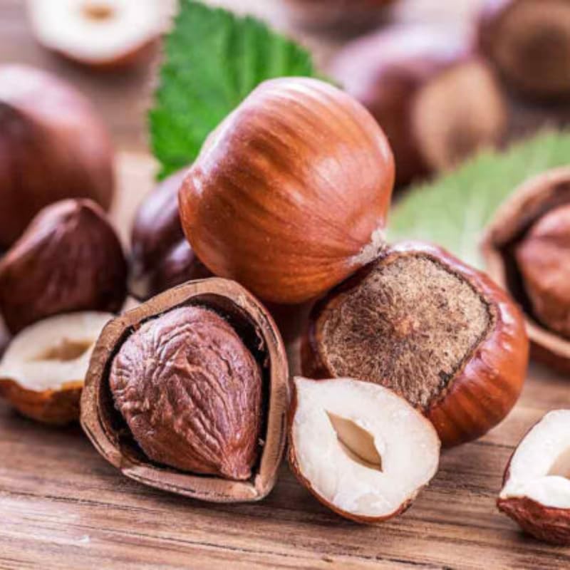 1 Year Old Hazelnut Tree Live Plant, American Hazelnut Nuts Tree Dormant in Winter