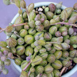 Variegated String of Pearls Live Plants, Easy Indoor Trailing Succulent in 4" Pot, Hanging Succulent Houseplant Indoor Outdoor Planting