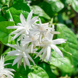 Common Jasmine Plant, Fragrant Jasmine Flower Vine 4-8 Inches Well Rooted for Container, Hanging Basket Growing
