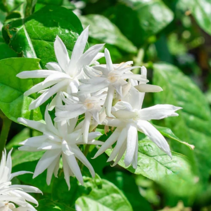 Common Jasmine Plant, Fragrant Jasmine Flower Vine 4-8 Inches Well Rooted for Container, Hanging Basket Growing