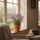 2 Live Lavender Plants, Purple Lavender Starter Plants in 3'' Pot, Fragrant Flowering Herb for Gardens, Planters and Indoor Pots (Spanish Lavenders)