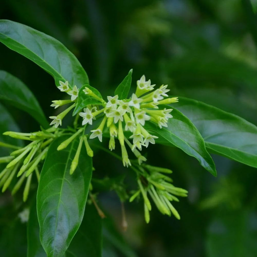 Live Night Blooming Jasmine Plant, Well Rooted Jasmine Vine in Gallon Pot, Extremely Fragrant, Hardy, Indoor Outdoor Planting