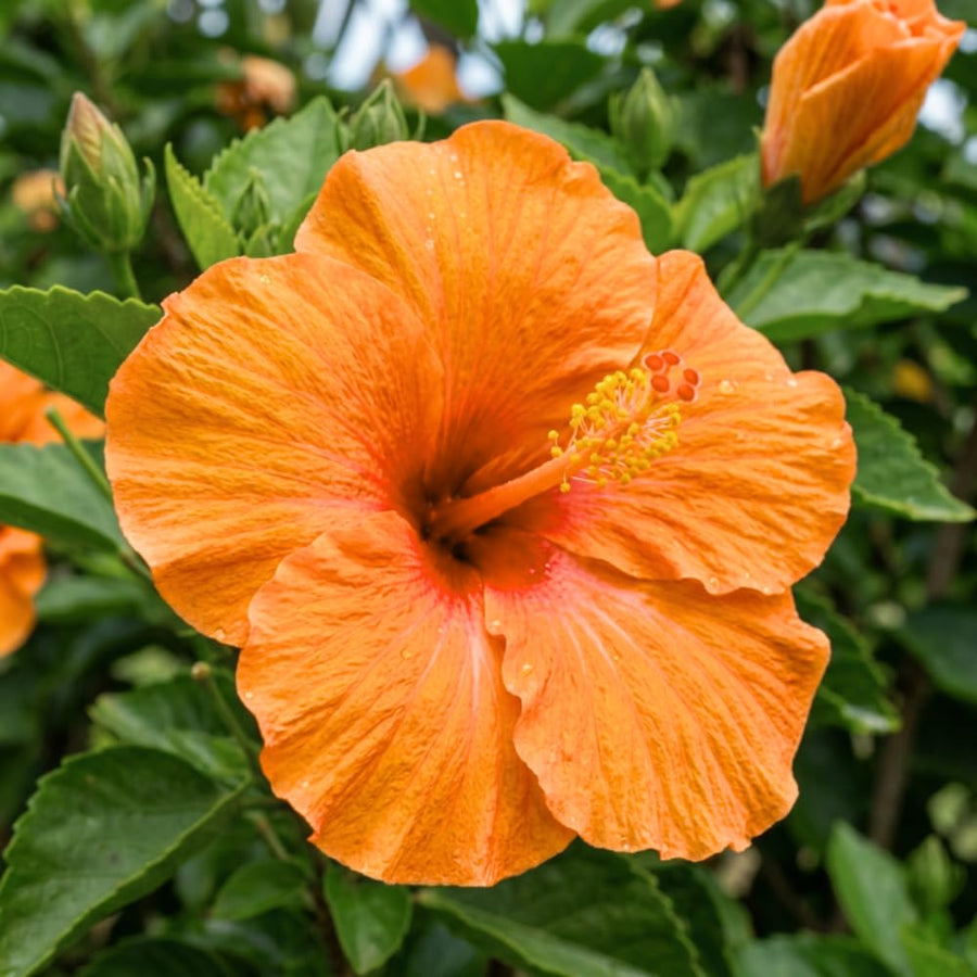 Orange Hibiscus Plant Live, Well-Rooted Hibiscus Flowers, 5-7 Inches Tall, Tropical Flowering for Indoor Outdoor Planting