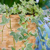 Variegated Ivy Live Plant in 6 Inch Pot, English Ivy Live Outdoor Indoor, Hardy Vine Plant Groundcover Houseplant