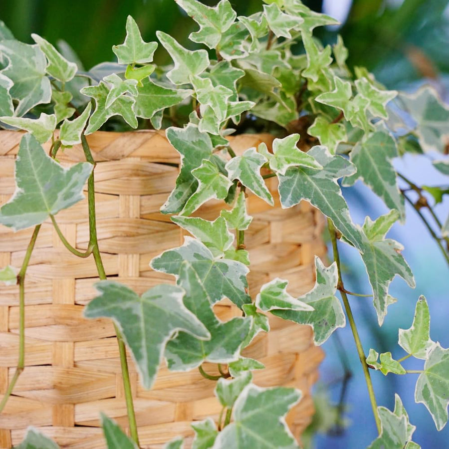 Variegated Ivy Live Plant in 6 Inch Pot, English Ivy Live Outdoor Indoor, Hardy Vine Plant Groundcover Houseplant