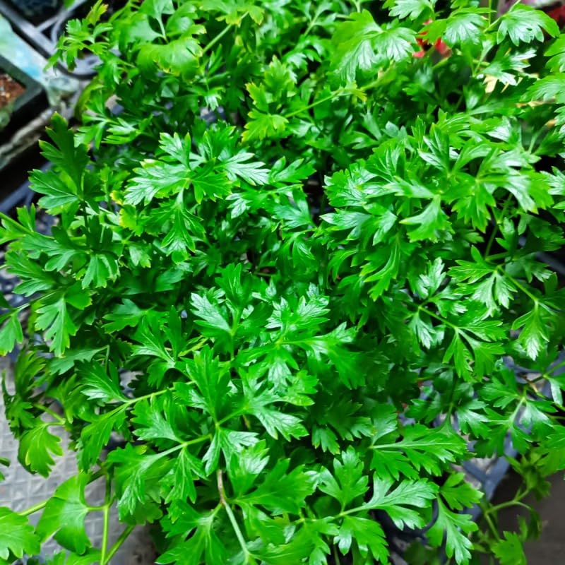Parsley Plant Live in Pot, Live Parsley Plant, 4 Inches Tall, Herb Plant Outside